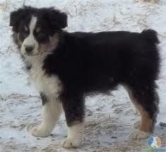 grooming a australian shepherd mini australian shepherd teddy cut grooming business where i u0027d grooming a australian shepherd mini australian shepherd teddy cut grooming business where i u0027d