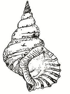 sea shells coloring pages | new, free coloring page: lion's paw ... - Seashell Coloring Pages Printable sea shells coloring pages | new, free coloring page: lion's paw ... - Seashell Coloring Pages Printable