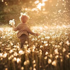 900+ Dandelion Seeds ideas in 2021 | dandelion, make a wish, dandelion wish