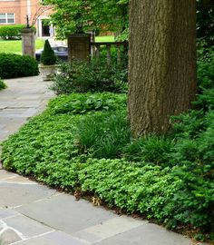 Liriope and Hosta. Landscape Hosta Design Ideas, Pictures, Remodel ... Liriope and Hosta. Landscape Hosta Design Ideas, Pictures, Remodel ...
