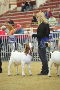 Pearl S Pics Photography Abga National Boer Goat Show 2017 Pearl S Pics Photography Abga National Boer Goat Show 2017 Open Ring Shots