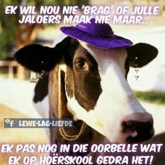 cow feed kamatie blend www