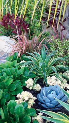 desert landscaping tips cactus succulent garden pinterest