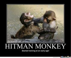 17 Best Hitman Monkey Images Monkey Animals Funny