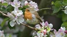 Vorosbegy Tavasz Pet Birds Bird Beautiful Birds