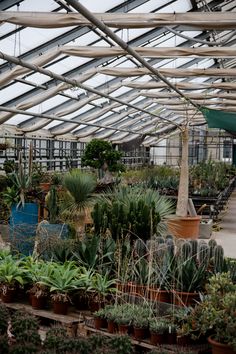 ☼ Für den exclusiven Garten Baum-Opuntien winterhart ☼ Samen