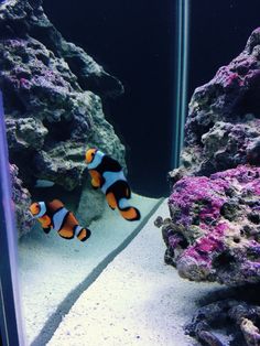 54 best clown fish