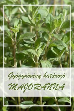 gyógynövényeket állít