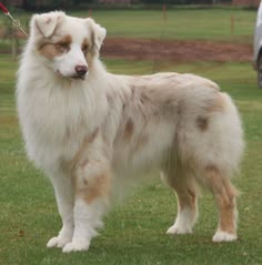 australian shepherd with german shepherd top 10 most intelligent dogs in the world australian shepherd australian shepherd with german shepherd top 10 most intelligent dogs in the world australian shepherd