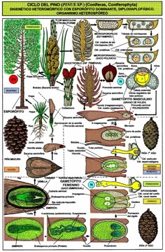 parts of an orange diagram | PLANTS & GARDENING :: PLANTS ... parts of an orange diagram | PLANTS & GARDENING :: PLANTS ...
