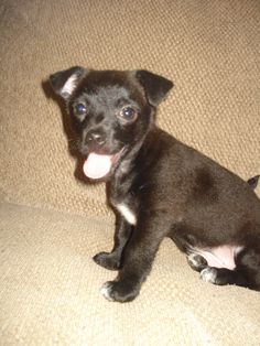 Adopt Poppy Scrapper On Too Cute Chihuahua Dogs Dogs