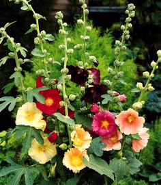 Sensation mix PENSTEMON 1200 seeds PERENNIAL FLOWER BEARDTONGUE