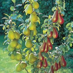 1218 Best Dwarf Fruit Trees Images In 2019 Agriculture Edible 7 Por Dwarf Or Miniature Fruit Trees For A Limited E