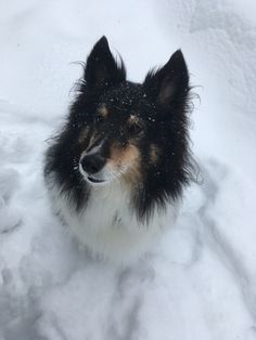 Everything About Smart Shetland Sheepdog And Kids