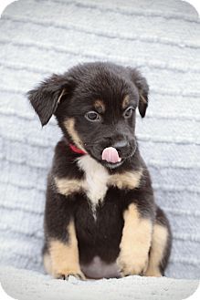 australian shepherd chocolate lab mix lab u0026 australian shepherd mix dogs make life better pinterest australian shepherd chocolate lab mix lab u0026 australian shepherd mix dogs make life better pinterest