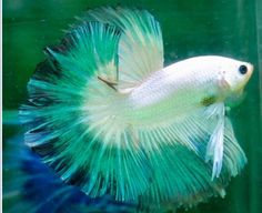 271 best betta fish