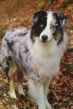 australian shepherd border collie characteristics of the australian shepherd border collie mix pup australian shepherd border collie characteristics of the australian shepherd border collie mix pup