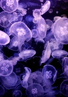 海月 のアイデア 22 件 クラゲ 海洋生物 生き物 海月 のアイデア 22 件 クラゲ 海洋生物 生き物