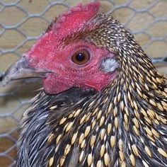 jungle cock extinct Jungle cock extinct