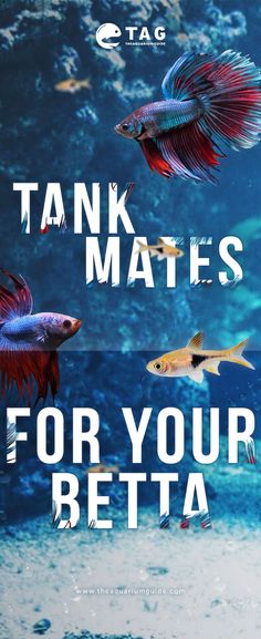 857 best betta tank