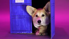 21 Best Corgi Images On Pinterest Corgis And Cute Puppies Dogtor Who Wally The Welsh Corgi Up As All Doctor S Regenerations