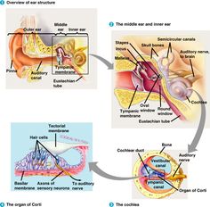 anatomy of the ear - Designed for the purpose of capturing sound