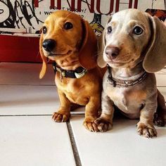 Red And Blue Dachshund Puppies Puppies Dachshund Puppies Cute