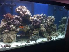 62 best aquariums our