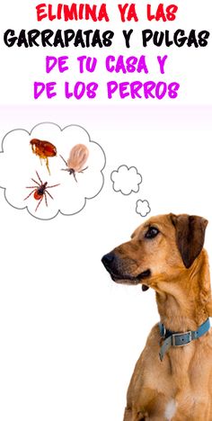 310 Ideas De Cosas Para Perros Cosas Para Perros Perros Casas Para Perros
