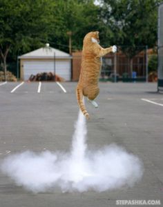 Perfectly_timed_cat_x Pixels Funny Cat Photos Funny Images Funny Animal Perfectly_timed_cat_x Pixels Funny Cat Photos Funny Images Funny Animal