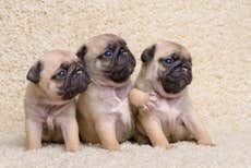 The Truth About That Pug X Ray Picture Cute Dogs Breeds Dog