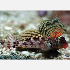 298 best gobies and blennies images tropical fish fresh water