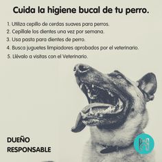 rasgo del arco diabetes canina rasgo del arco diabetes canina