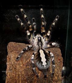 Poecilotheria tigrinawesseli - Tiger Ornamental | Tarantulas ... Poecilotheria tigrinawesseli - Tiger Ornamental | Tarantulas ...