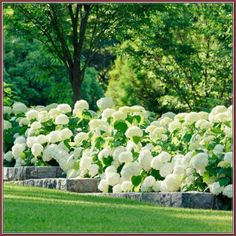 Future Plants By Randy Stewart Azalea Deciduous Hybrids