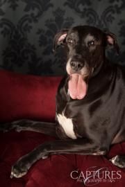 Sweet Matilda Is Looking For Her Furever Home At Great Dane Rescue
