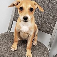 Available Pets At North Phoenix Animal Rescue In Phoenix Arizona