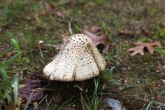 How To Naturally Get Rid Of Mushrooms Backyard Inspiration How To Get Rid Of Mushrooms In The Lawn With Pictures