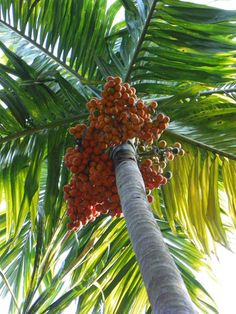 best dating a dwarf mango varieties best dating a dwarf mango varieties