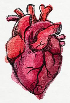 draw a human heart