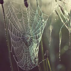 1322 Best Spider Webs Images On Pinterest In 2018 Dewdrops On Delicate Gossamer Webs Shot By Irene Suchoko One Of My Favourite Photographers