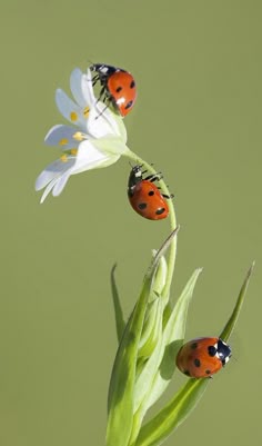 Ladybug Wet With Dew Amazing Shot A Fish Called Sheri Impressive Small Insects In Bathroom Design Ideas Ladybug Wet With Dew Amazing Shot A Fish Called Sheri Simple Small Insects In Bathroom Inspiration