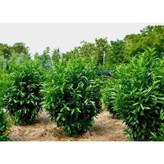15 Best Privacy Plants Images On Pinterest In 2018 Fast Growing Skip Laurel