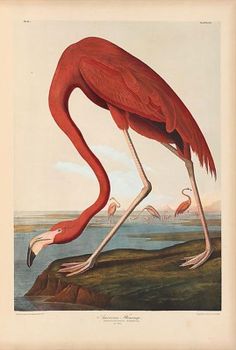 American Flamingos by Louis Agassiz Fuertes Giclee Canvas Print Repro