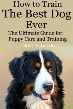 How To Make A Dog Agility Course Out Of Household Items 7