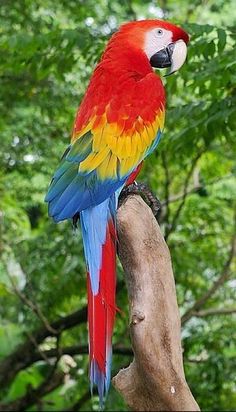 42 Ideas De Aves Y Pájaros De Todo El Mundo En 2021 Aves Aves Exóticas Pajaros