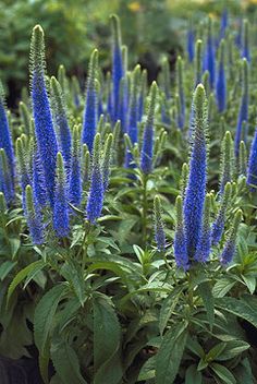28 Best Blue Perennials Images Gardens Flowers Flower Gardening Mounding Comes In White Pink And Blue