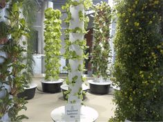hydroponic gardens diy puerto rico archives greenroofscom sky gardens blog 28 best hydroponic gardening images on pinterest hydroponic gardens diy puerto rico archives greenroofscom sky gardens blog 28 best hydroponic gardening images on pinterest