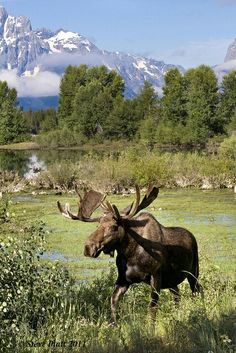 The Moose Has Walked With Me And My Baby For Over 30 Years A Good