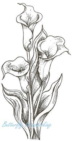 how to draw a calla lily drawing tutorial drawing tutorials pinterest drawings flower sketches and drawing flowers